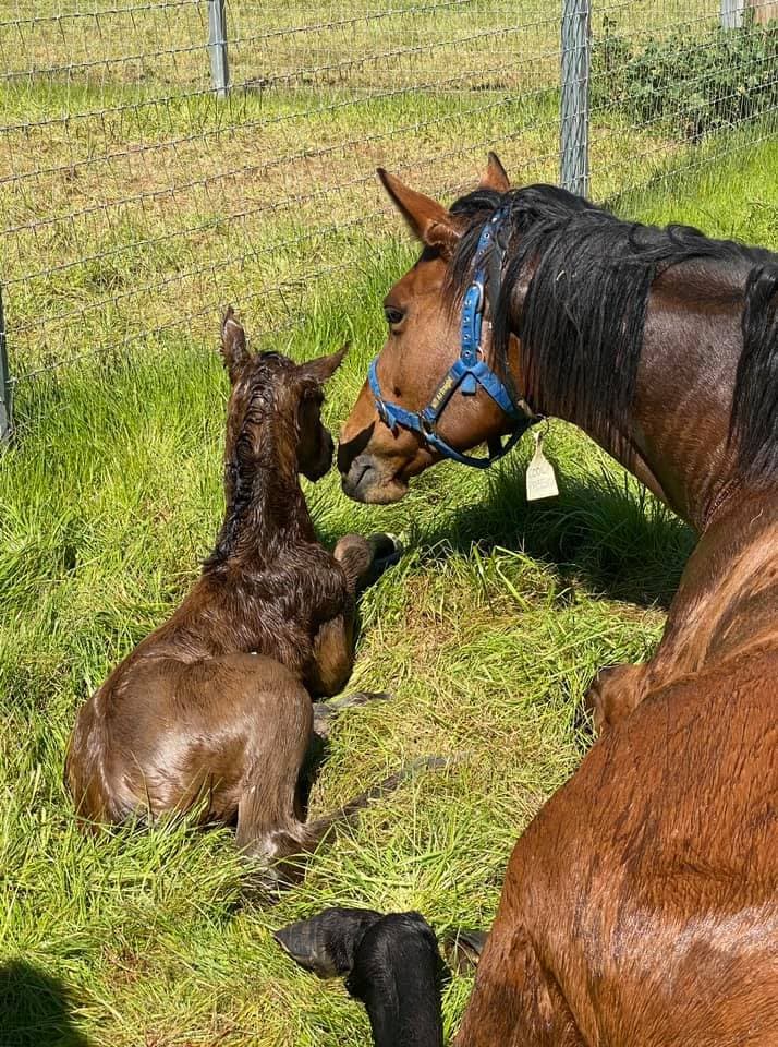 Daytime Foaling Video