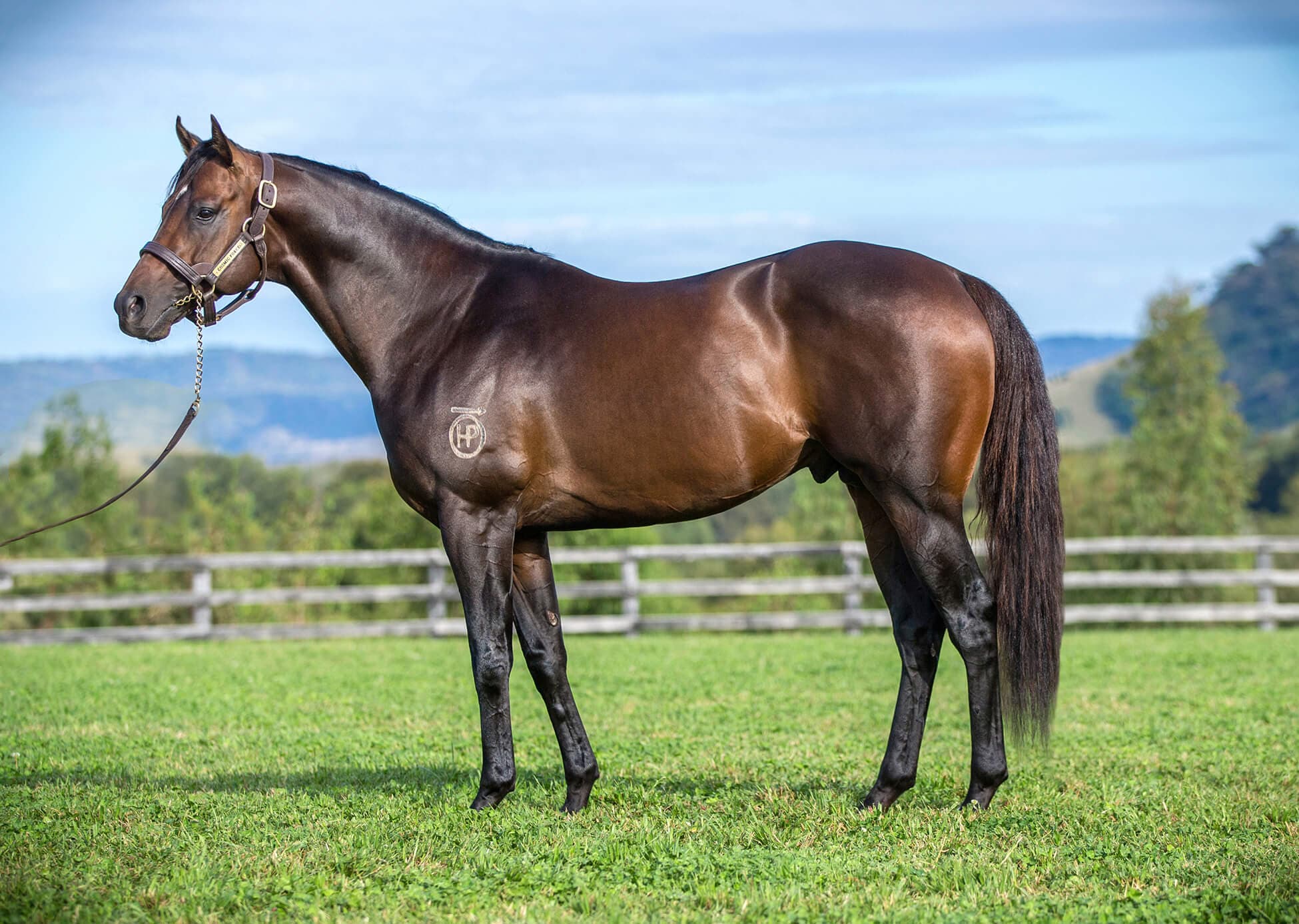 Where are the COSMIC FORCE Yearlings?